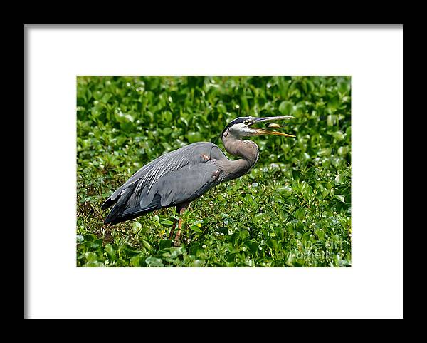 Birds Framed Print featuring the photograph A Little Snack by Kathy Baccari