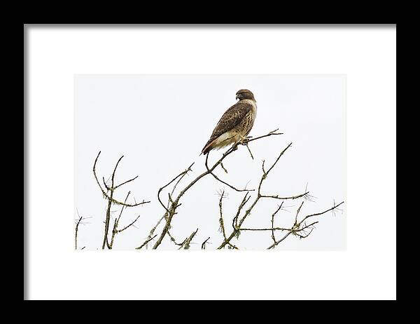 Red-tailed Hawk Framed Print featuring the photograph A Lofty Perch by Belinda Greb