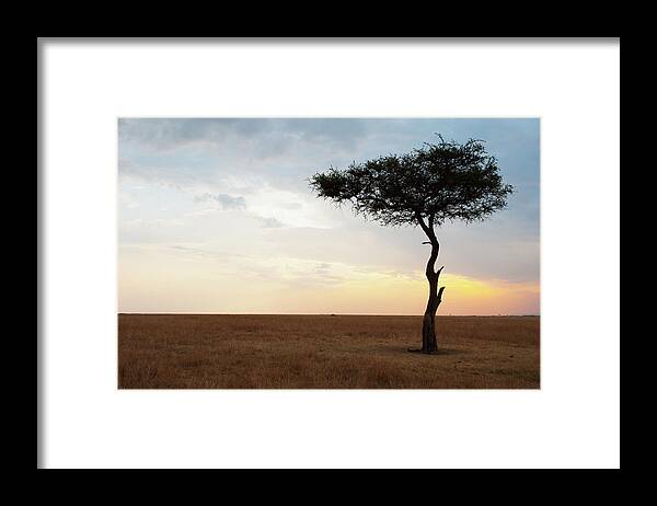 Tranquility Framed Print featuring the photograph A Lone Tree On The Maasai Mara National by Diane Levit / Design Pics