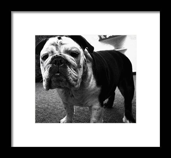 Bulldog Framed Print featuring the photograph A. Lotta Bull...Esq. by Robert McCubbin