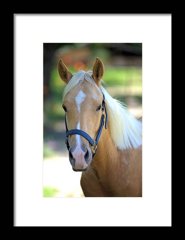5826 Framed Print featuring the photograph A Loyal Friend by Gordon Elwell