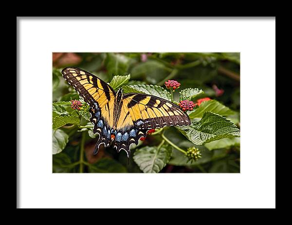 Animal Framed Print featuring the photograph A Moments Rest by Penny Lisowski