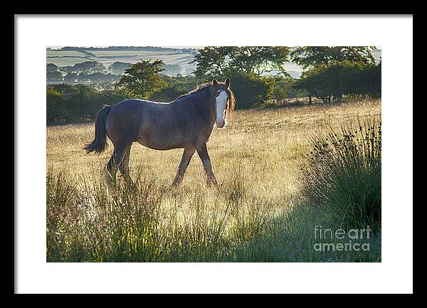 Clydesdale Horse Draught Horse Heavy Horse Scotland Hillside Golden Mist Sunshine Morning  Framed Print featuring the photograph The Morning Walk by Kype Hills