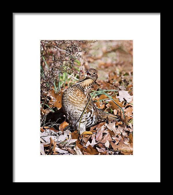 Ruffed Grouse Framed Print featuring the photograph A Mouthful Ruffed Grouse by Timothy Flanigan