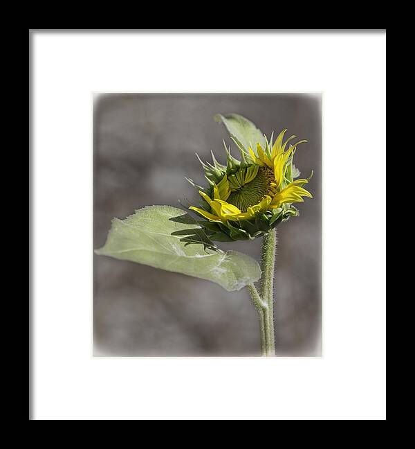 Sunflower Framed Print featuring the photograph A New Beginning by Thomas Young