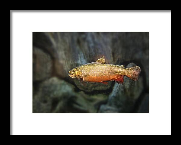Trout Framed Print featuring the photograph A Nice Brookie by Gordon Ripley