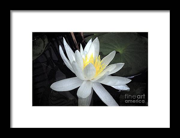 Waterlily Framed Print featuring the photograph A Night Of Love by Renee Trenholm