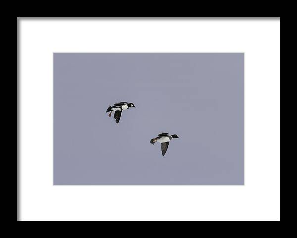Goldeneye Ducks Framed Print featuring the photograph A Pair Of Goldeneyes In Flight by Thomas Young