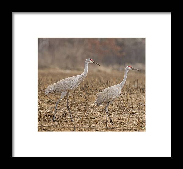 Courting Sandhill Cranes Framed Print featuring the photograph A Pair Of Sandhill Cranes 2014-1 by Thomas Young