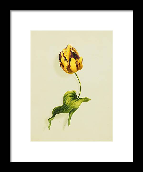 Biology Framed Print featuring the painting A Parrot Tulip by James Holland