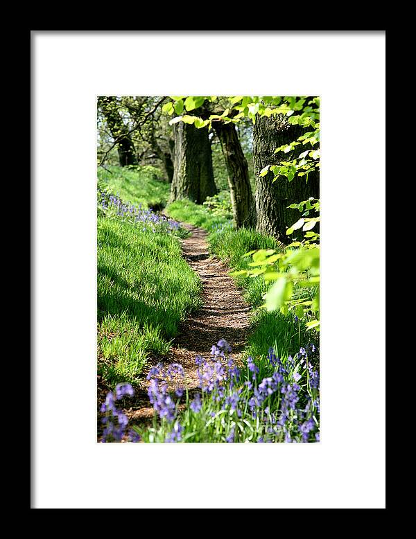 Spring Framed Print featuring the photograph A path through an English Bluebell wood in early spring by John Keates