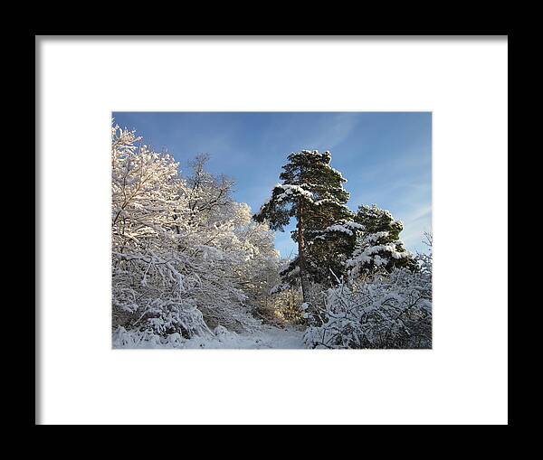 Tree Framed Print featuring the photograph A perfect winterday by Rosita Larsson