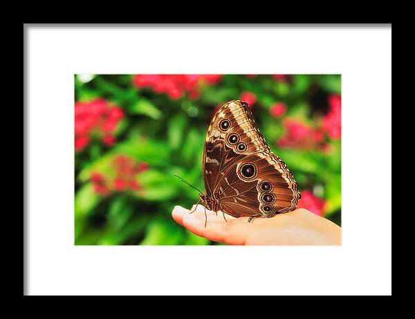Blue Morpho Framed Print featuring the photograph A Random Walk In The Butterfly Garden by Photography By Sai