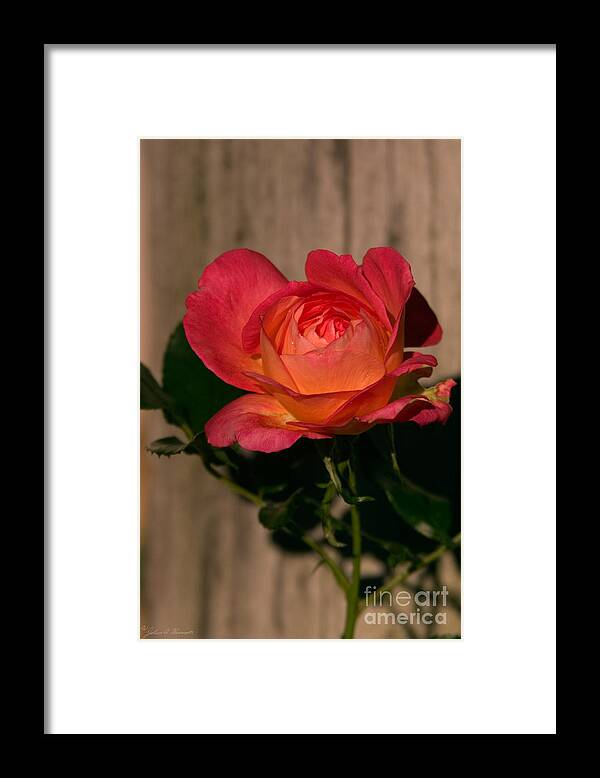 Rose Framed Print featuring the photograph A Red Rosr Against a Weathered Wood Background by John Harmon