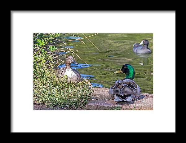 Birds Framed Print featuring the photograph A Restful Moment by Kate Brown
