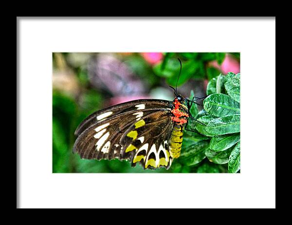 Butterfly Framed Print featuring the photograph A Restful Moment by Rosemary Aubut