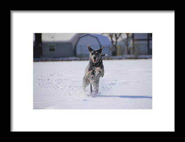 Louisiana Framed Print featuring the photograph Catahoula Leopard Dog in Snow by Valerie Collins