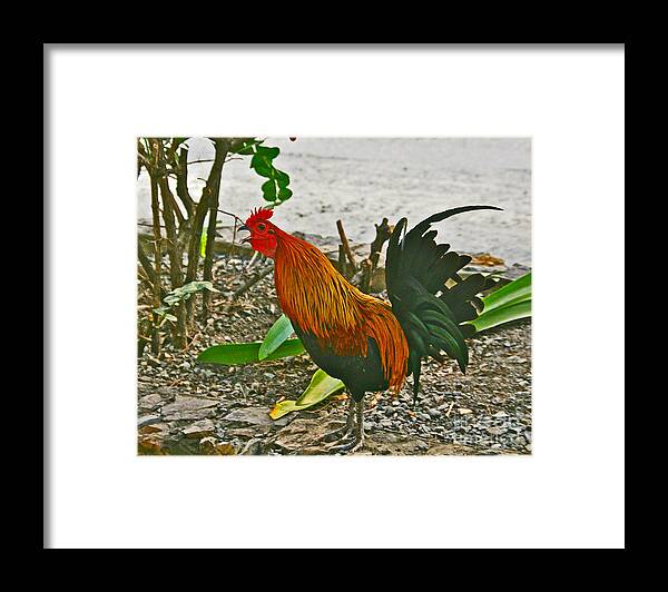 Joan Mcarthur Framed Print featuring the photograph A Rooster Wake Up Crowing by Joan McArthur