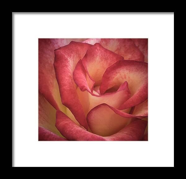 Rose Framed Print featuring the photograph A Rose is a Rose by James Barber