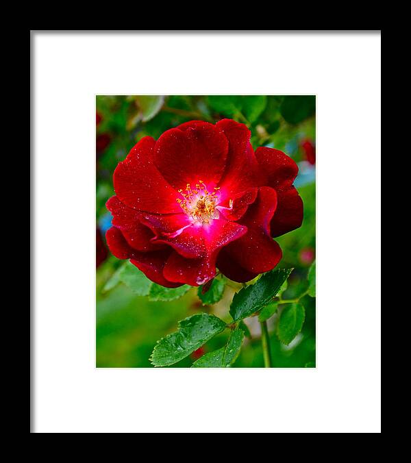 Rose Framed Print featuring the photograph A Rose is a Rose by Frozen in Time Fine Art Photography