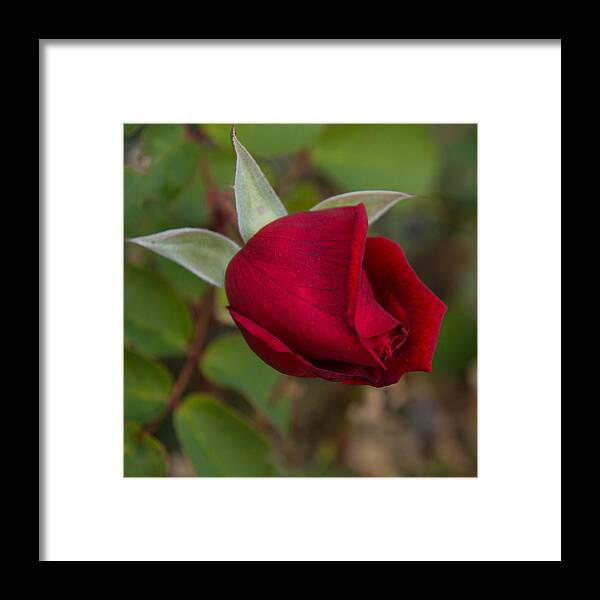 Red Rose Framed Print featuring the photograph A Ruby Red Promise by Georgia Mizuleva