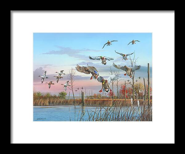 Mallards Framed Print featuring the painting A Safe Return by Mike Brown