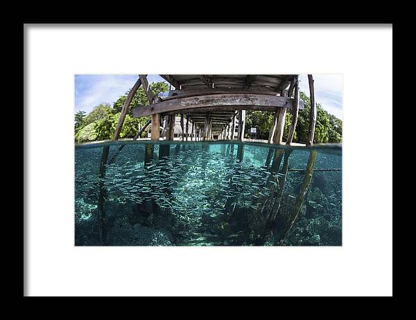 Dampier Strait Framed Print featuring the photograph A School Of Silversides by Ethan Daniels