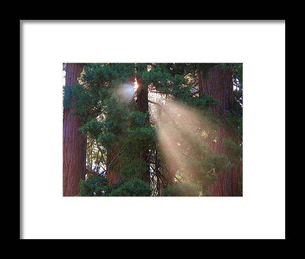 Trees Framed Print featuring the photograph A Sense Of Wonder by Derek Dean