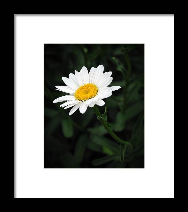 Flower Framed Print featuring the photograph A Simple Act of Kindness by Lena Wilhite
