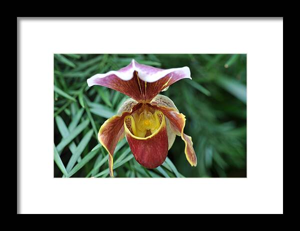 Lady Slipper Orchid Framed Print featuring the photograph A slipper beauty by Sue Morris