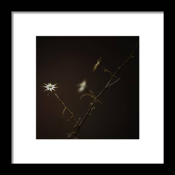 Weed Framed Print featuring the photograph A Sliver Of Hope by Russell Styles