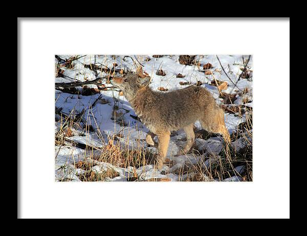 Coyote Framed Print featuring the photograph A Sniff by Shane Bechler