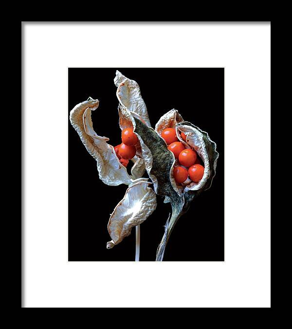 Flowers Framed Print featuring the photograph A Stinking Iris Pod by Christopher Beane
