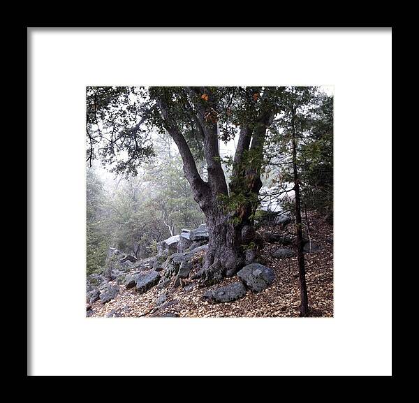 Oak Tree Framed Print featuring the photograph A Stroll Through The Forest by Gerry High
