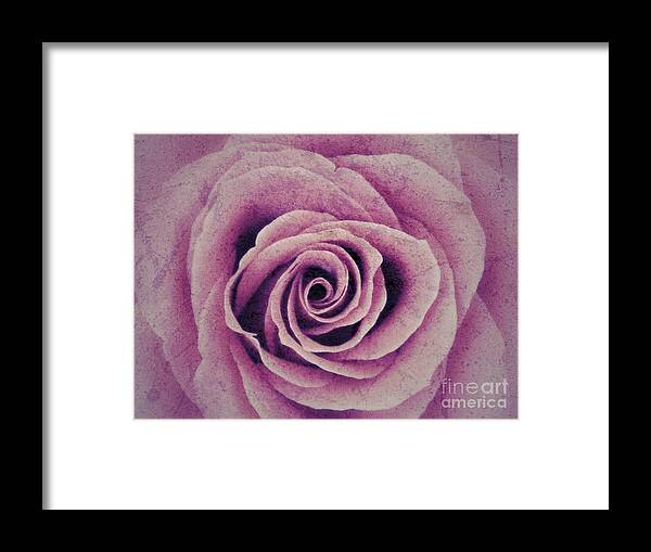 Pink Rose Framed Print featuring the photograph A Sugared Rose by Joan-Violet Stretch