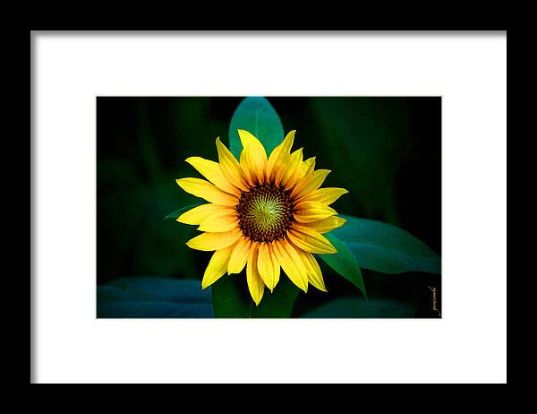 Sunflower Framed Print featuring the photograph A Sunflower Named Stella by Gwyn Newcombe