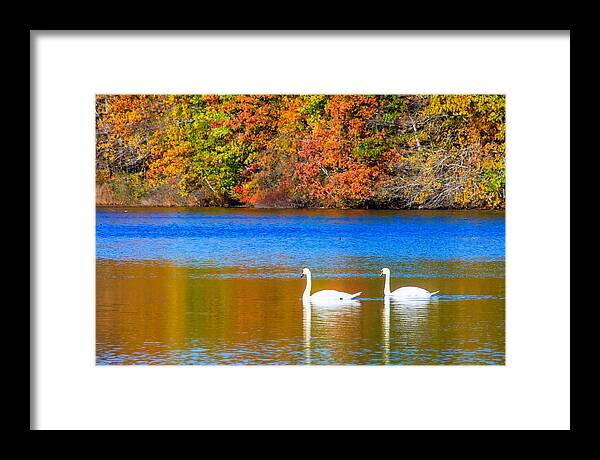Swans Framed Print featuring the photograph A Swim for Two by Bryan Bzdula