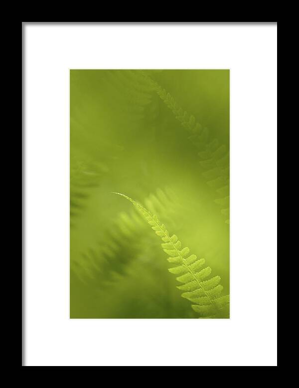 Fern Framed Print featuring the photograph A tangle of fern leaves by Ulrich Kunst And Bettina Scheidulin