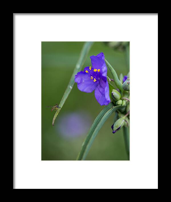 A Tiny Visitor Framed Print featuring the photograph A Tiny Visitor by Dale Kincaid