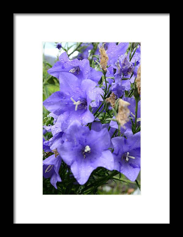Flower Framed Print featuring the photograph A Touch of Lavender by Richard Henne
