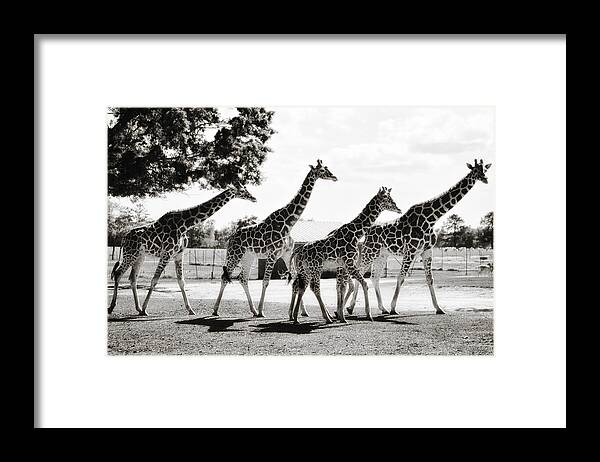 Animal Framed Print featuring the photograph A Tower of Giraffe - Black and White by Photography By Sai