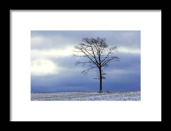 Canada Framed Print featuring the photograph A tree on a field of snow by Gary Corbett