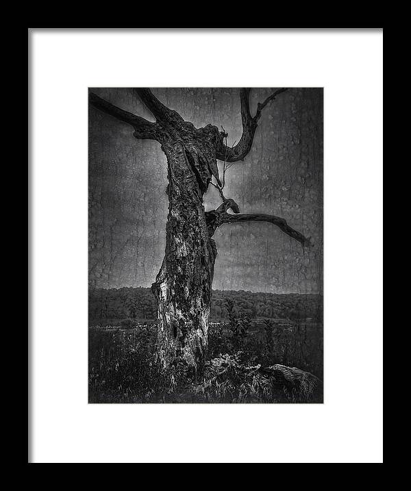 Rustic Tree Framed Print featuring the photograph A Tree With A Face by Thomas Young