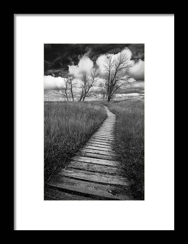 Landscape Framed Print featuring the photograph A Tree's Road by Josh Eral