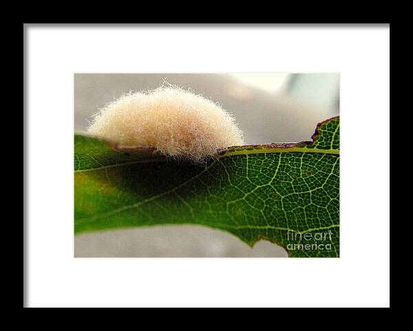 Gall Framed Print featuring the photograph Troublesome Tribbles by Lori Lafargue