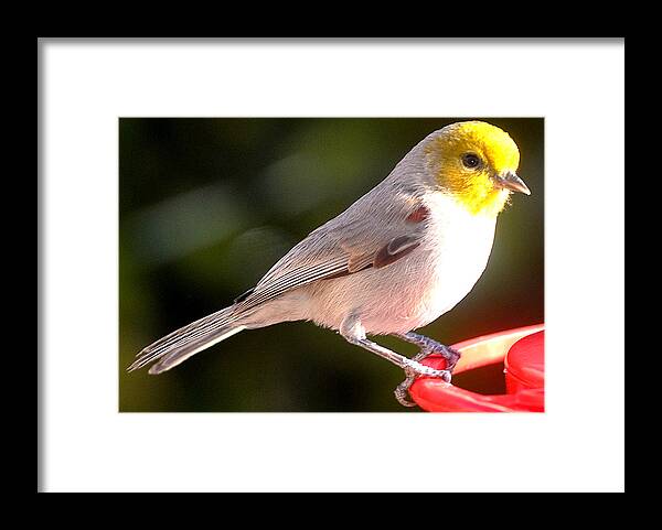 Animal Framed Print featuring the photograph A Visiting Chick by Jay Milo