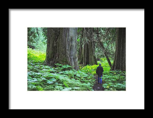Landscapes Framed Print featuring the photograph A Walk in the Ancient Forest by Mary Lee Dereske