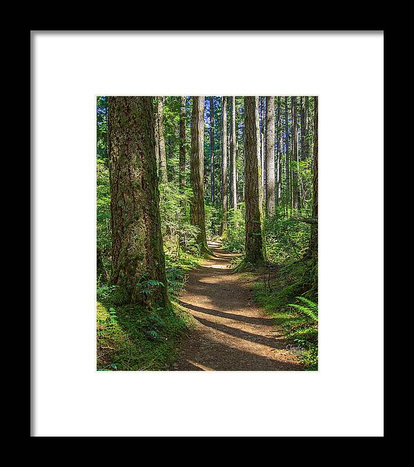 Landscapes Framed Print featuring the photograph A Walk In The Woods by Claude Dalley