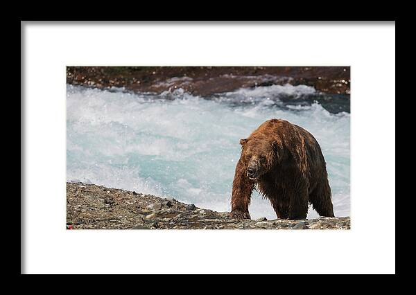 Brown Bear Framed Print featuring the photograph A Wet Brown Bear Ursus Arctos Climbing by Lorraine Logan / Design Pics