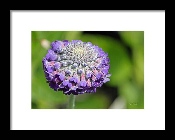 Flower Framed Print featuring the photograph A Whatsis by Suzanne Gaff